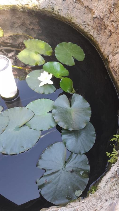 فندق Casa Donau Delta سولينا المظهر الخارجي الصورة